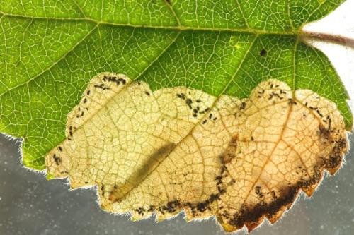 Scolioneura betuleti